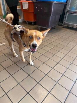 Rescue Jindo Dogs for Adoption in Burbank, California - HONEY | PetCurious