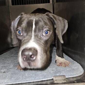 Casper -  Pit Bull Terrier Dog for Adoption in Cedar Rapids, Iowa - Casper | PetCurious