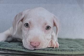 Rescue American Bulldog and American Staffordshire Terrier Dogs for Adoption in Fort Madison, Iowa - Sampson | PetCurious