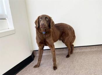 Labrador Retriever Dogs Available for Adoption - THEO | PetCurious