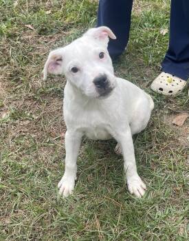Rescue American Bulldog Dogs for Adoption in Troy, Alabama - Taki | PetCurious