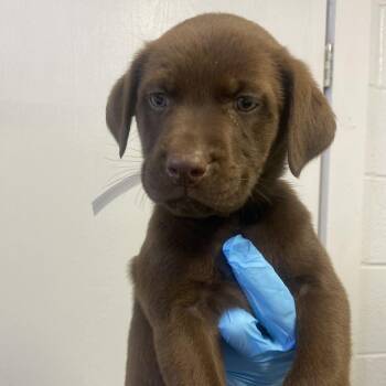 Labrador Retriever and Hound Dogs Available for Adoption in Hattiesburg, Mississippi - Hershey | PetCurious