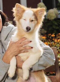 Rescue Pomsky Dogs for Adoption in Chester Springs, Pennsylvania - Willow | PetCurious