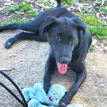 Black Labrador Retriever and Mixed Breed Dogs Available for Adoption - Raimi Marie | PetCurious