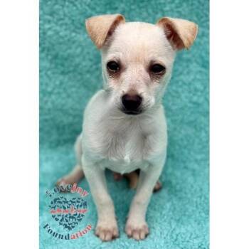 Rescue Chihuahua Dogs for Adoption in Inglewood, California - Apple Pie | PetCurious