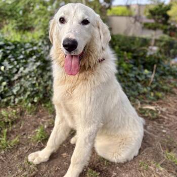 Great Pyrenees Dogs Available for Adoption in Portland, Oregon - Ross | PetCurious