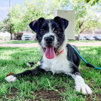 671 (2026) Bluebell -  Terrier and Mixed Breed Dog for Adoption in Parker, Colorado - 671 (2026) Bluebell | PetCurious