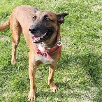 German Shepherd Dog and Belgian Shepherd Malinois Dogs Available for Adoption in Williamsburg, Ontario - Mowgli | PetCurious