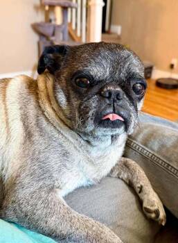 Otis -  Pug Dog for Adoption in Eagle, Idaho - Otis | PetCurious