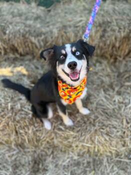 Dally -  Australian Shepherd Dog for Adoption in Dysart, Iowa - Dally | PetCurious