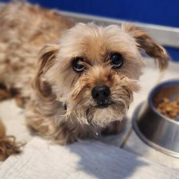 Shih Tzu and Yorkshire Terrier Dogs Available for Adoption in Walnutport, Pennsylvania - Curly | PetCurious