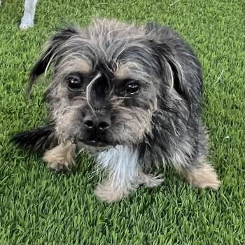 Terrier and Mixed Breed Dogs Available for Adoption in Las Vegas, Nevada - JoBeth | PetCurious