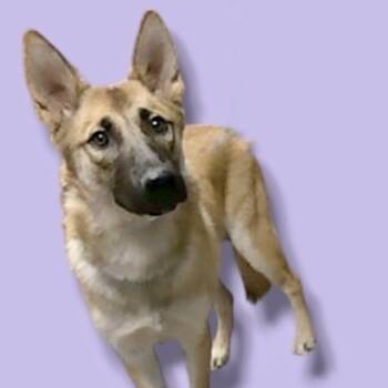 Rescue German Shepherd Dog and Belgian Shepherd Malinois Dogs for Adoption in Scottsdale, Arizona - Rosie | PetCurious