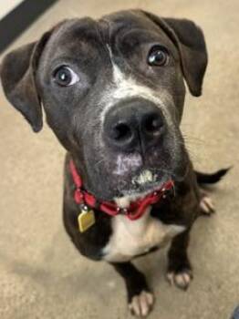 Pit Bull Terrier and Boxer Dogs Available for Adoption in Cleveland, Ohio - Avalon | PetCurious