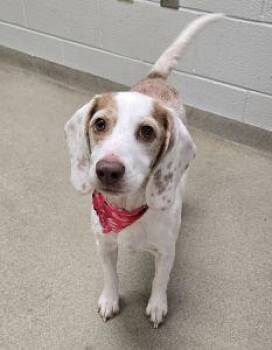 Bonnie -  Beagle Dog Available for Adoption in Bucyrus, Ohio - Bonnie | PetCurious
