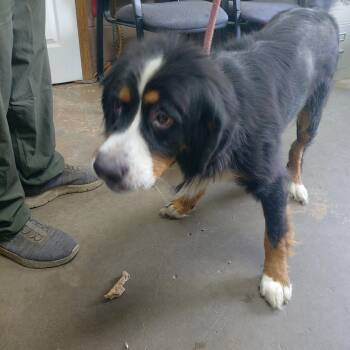 26-081 -  Bernese Mountain Dog Dog for Adoption in Carrollton, Ohio - 26-081 | PetCurious