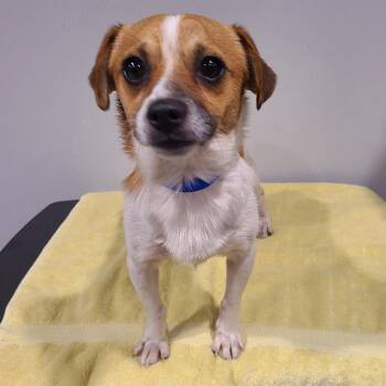 Pascal -  Jack Russell Terrier and Mixed Breed Dog for Adoption in Tampa, Florida - Pascal | PetCurious
