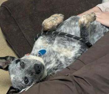 Sassy -  Australian Cattle Dog Blue Heeler and Mixed Breed Dog for Adoption in Morristown, New Jersey - Sassy | PetCurious