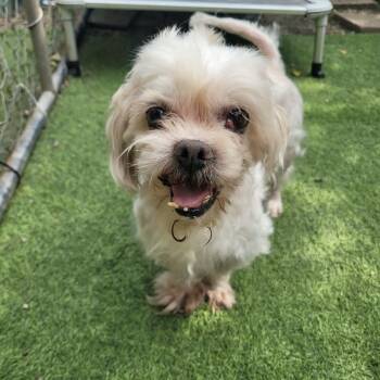 Larry -  Shih Tzu Dog for Adoption in Groveland, Massachusetts - Larry | PetCurious