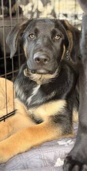German Shepherd Dog and Labrador Retriever Dogs Available for Adoption in Pleasant Hill, California - Trevor | PetCurious