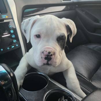 Boxer Dogs Available for Adoption in Cedar Rapids, Iowa - March | PetCurious