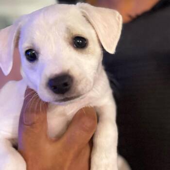 Bagel -  Fox Terrier Dog for Adoption in San Diego, California - Bagel | PetCurious