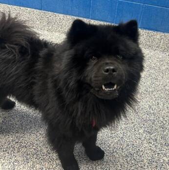 Booboo -  Chow Chow Dog for Adoption in Golden, Colorado - Booboo | PetCurious
