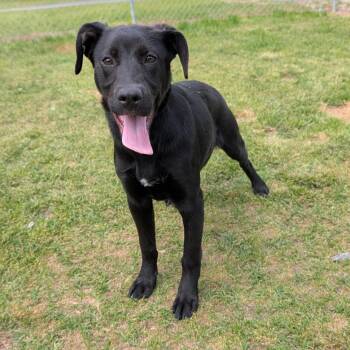 Mixed Breed Dogs Available for Adoption in Cranston, Rhode Island - DOTTIE | PetCurious