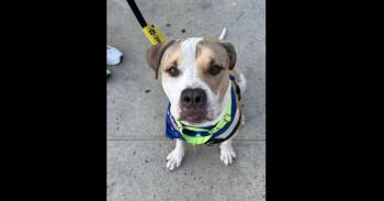 Big Foot -  Mixed Breed Dog for Adoption in New York, New York - Big Foot | PetCurious