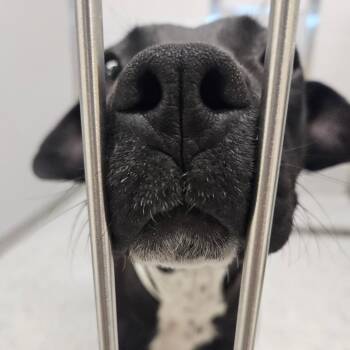 Trixie -  Pit Bull Terrier and Black Labrador Retriever Dog for Adoption in Greenville, South Carolina - Trixie | PetCurious