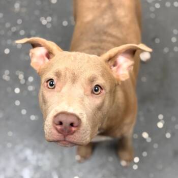 Aurora -  Mixed Breed Dog for Adoption in Columbiana, Alabama - Aurora | PetCurious