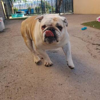 English Bulldog Dogs Available for Adoption in Grand Junction, Colorado - Biggie | PetCurious