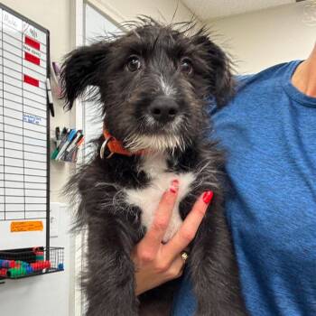 Dewey -  Mixed Breed Dog for Adoption in Fredericksburg, Virginia - Dewey | PetCurious