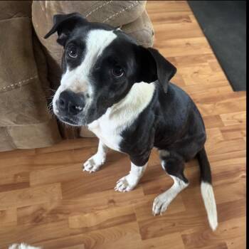 Border Collie and Labrador Retriever Dogs Available for Adoption in Atlanta, Texas - Bella | PetCurious