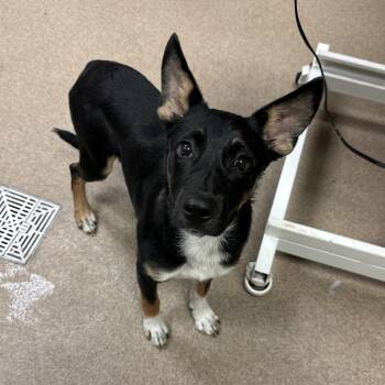 Mudd Man -  Shepherd and Mixed Breed Dog for Adoption in Hinesville, Georgia - Mudd Man | PetCurious