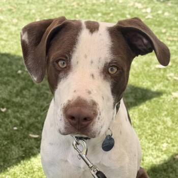Praline -  American Staffordshire Terrier Dog for Adoption in Walnut Creek, California - Praline | PetCurious