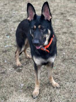 Gunner -  German Shepherd Dog and Mixed Breed Dog Available for Adoption in Peru, New York - Gunner | PetCurious