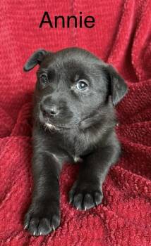 Cowboy Crew : Annie -  Labrador Retriever and Australian Cattle Dog Blue Heeler Dog for Adoption in Aurora, Indiana - Cowboy Crew : Annie | PetCurious