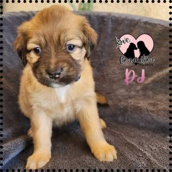 Dachshund Dogs Available for Adoption in Gilbert, Arizona - DJ | PetCurious