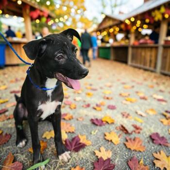 Jetson -  Terrier Dog for Adoption in Lorida, Florida - Jetson | PetCurious