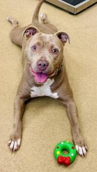 LOLITA -  Pit Bull Terrier Dog for Adoption in Derwood, Maryland - LOLITA | PetCurious
