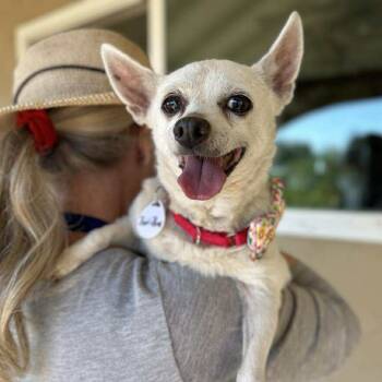 Rescue Chihuahua Dogs for Adoption in Ramona, California - BonBon | PetCurious