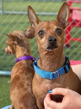 Rescue Chihuahua and Mixed Breed Dogs for Adoption in Carrollton, Texas - Charlie | PetCurious