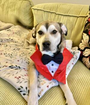 Australian Shepherd and Alaskan Malamute Dogs Available for Adoption - Dan | PetCurious