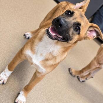 Hector -  Shepherd Dog for Adoption in Duxbury, Massachusetts - Hector | PetCurious