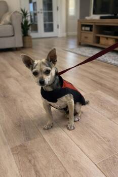 Chihuahua Dogs Available for Adoption in Orange, California - Otto | PetCurious