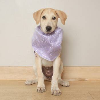 Dawn D71630 -  Labrador Retriever and Mixed Breed Dog for Adoption in Minnetonka, Minnesota - Dawn D71630 | PetCurious