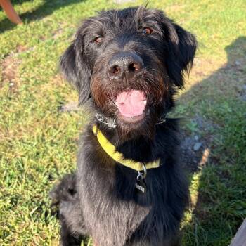 Hersh -  Labradoodle Dog for Adoption in South Riding, Virginia - Hersh | PetCurious