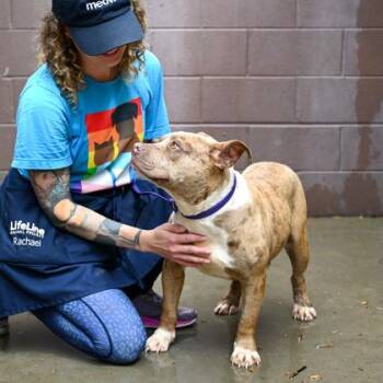 Mixed Breed Dogs Available for Adoption in Chamblee, Georgia - Modesty | PetCurious