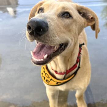 Copper -  Labrador Retriever and Golden Retriever Dog for Adoption in Los Angeles, California - Copper | PetCurious